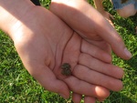Małe żabki